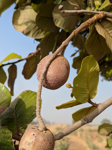 Gingerbread-plum (Neocarya macrophylla)
