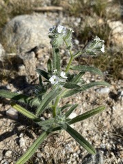 Cryptantha barbigera fergusoniae