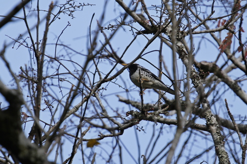 Pied Thrush (Geokichla wardii), photo 10