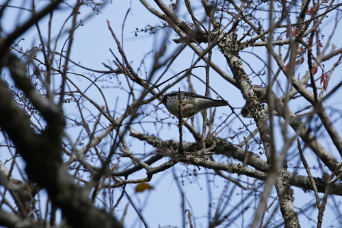 Pied Thrush (Geokichla wardii), photo 2