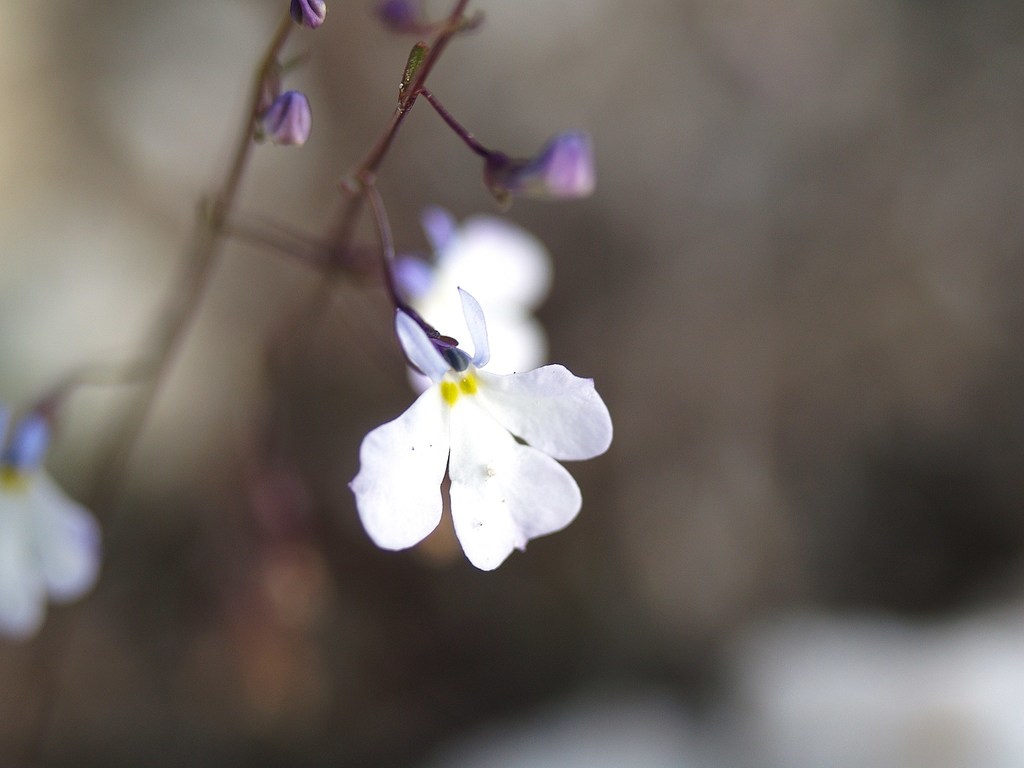 Lobelia gypsophila