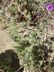 Cryptantha barbigera