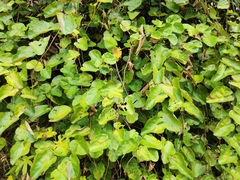 Rubus septentrionalis