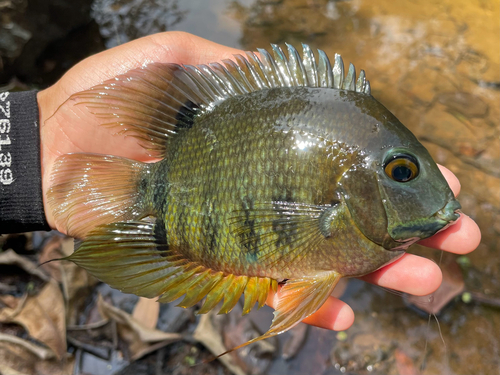 Severum (Heros efasciatus) — Cichlidae — 2