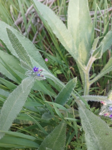 Massed Alkanet (Hormuzakia aggregata)