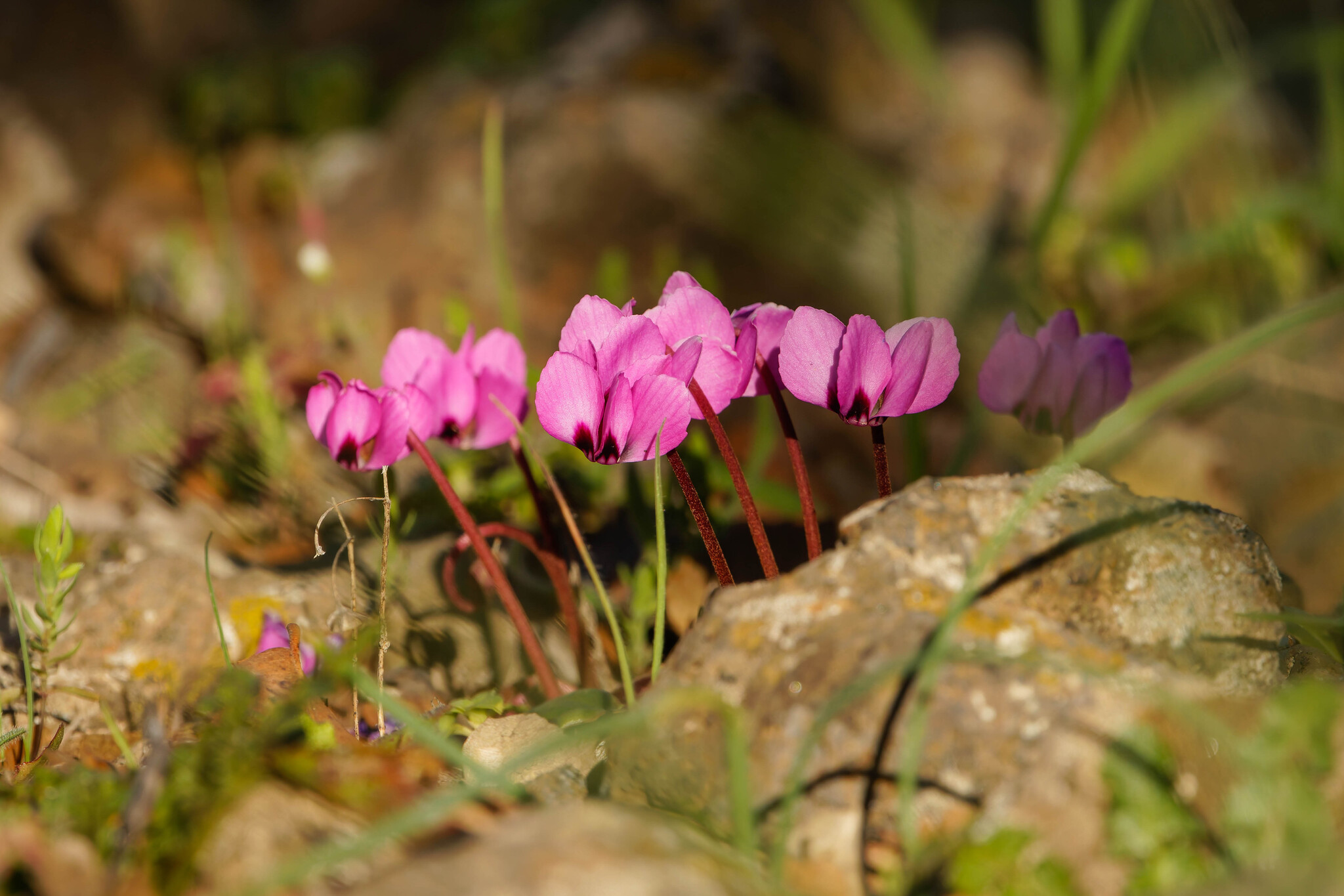 Cyclamen coum