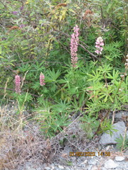 Lupinus × regalis