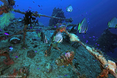 Labroides dimidiatus