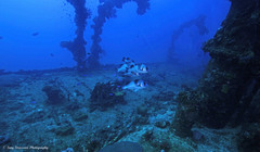 Plectorhinchus gibbosus