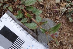Boerhavia dominii