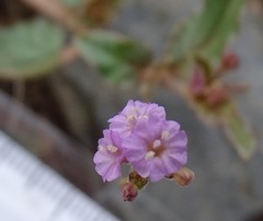 Boerhavia dominii