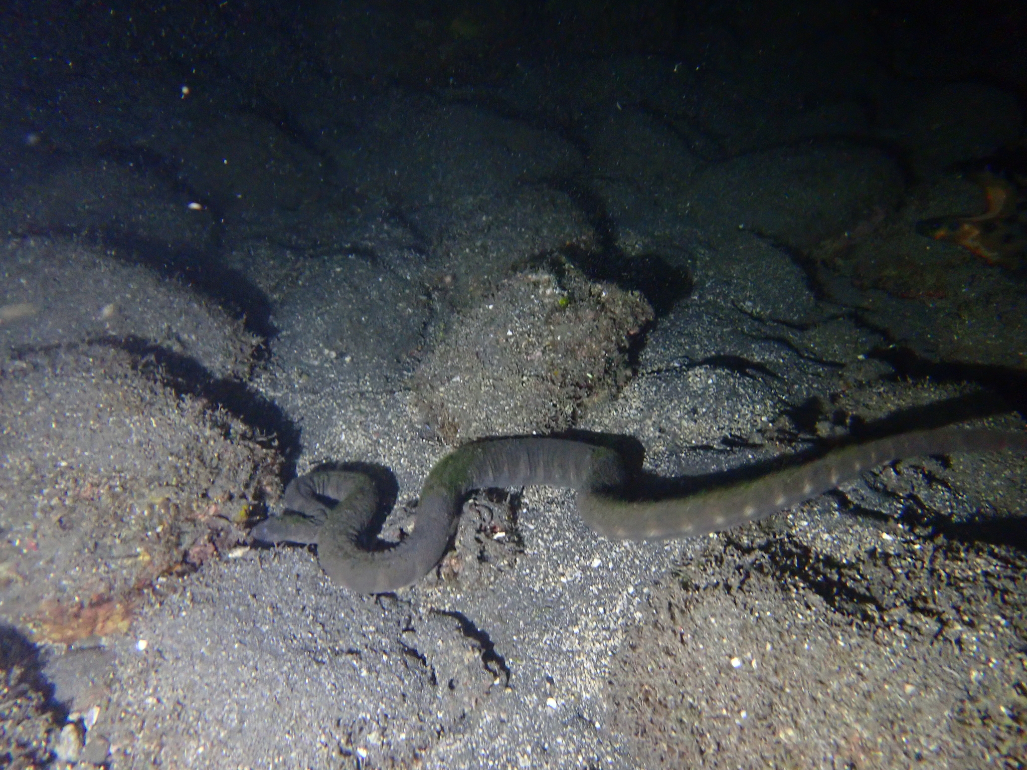Acrochordus granulatus (Schneider, 1799)