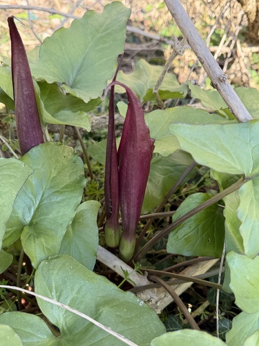 Arum purpureospathum, photograph 6