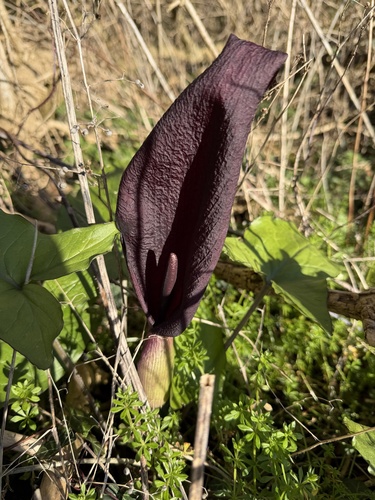 Arum purpureospathum, photograph 5