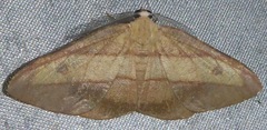 Hypochrosis hyadaria