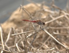 Brachymesia