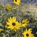 Prairie Sunflower - Photo (c) Matt Berger, some rights reserved (CC BY)