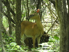 Odocoileus virginianus