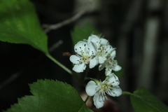 Crataegus schuettei