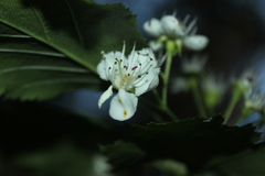 Crataegus schuettei