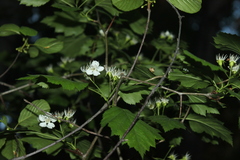 Crataegus schuettei