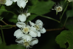 Crataegus schuettei