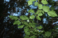 Crataegus schuettei