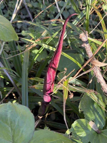 Arum purpureospathum