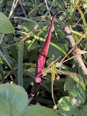 Arum purpureospathum, photograph (c) Paul Cook, some rights reserved (CC BY)
