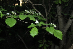 Crataegus schuettei