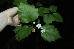 Crataegus schuettei