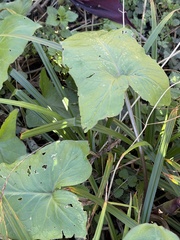 Arum purpureospathum, photograph (c) Paul Cook, some rights reserved (CC BY)