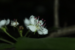 Crataegus schuettei