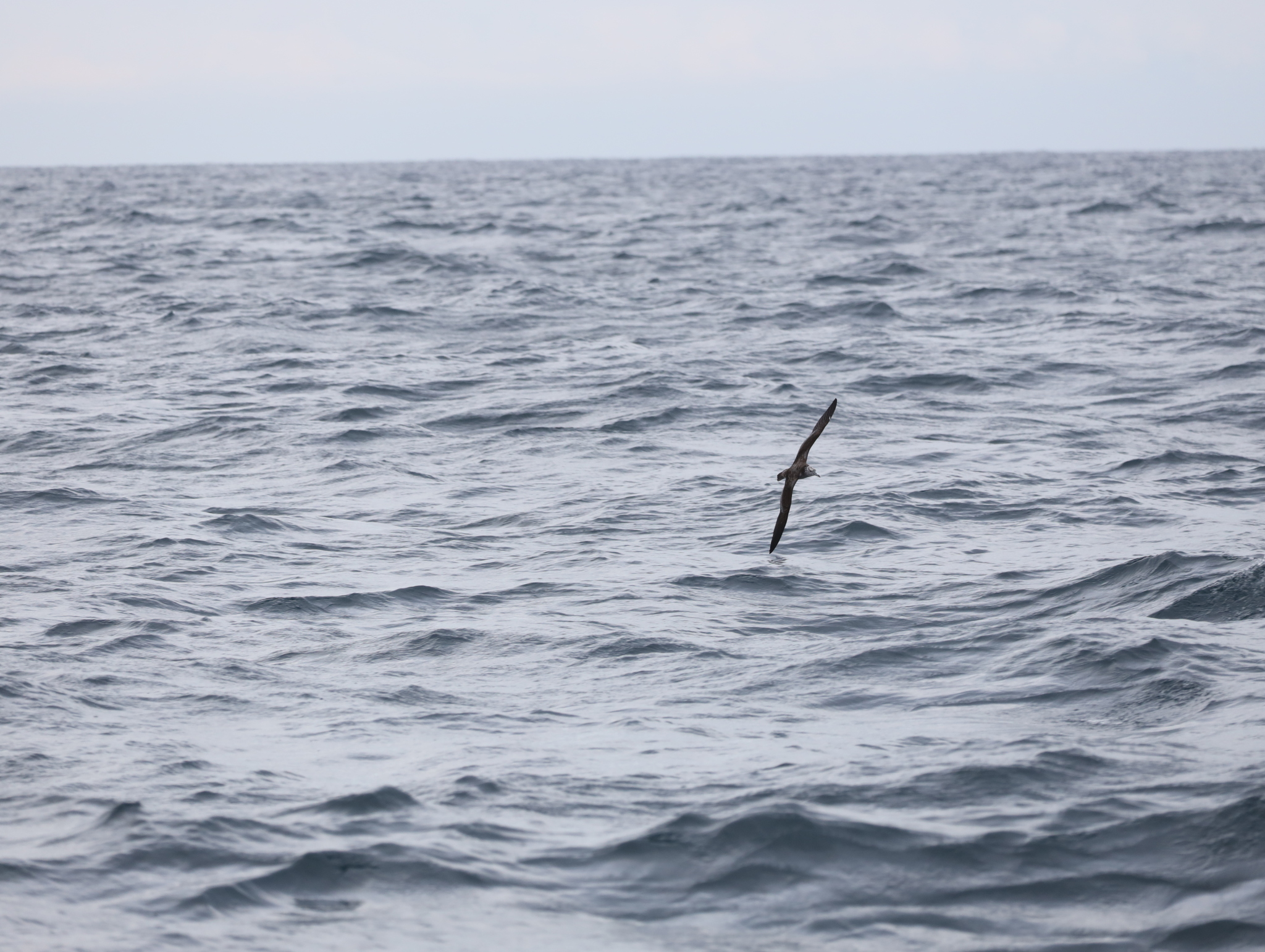 Streaked Shearwater (Calonectris leucomelas), photo 10