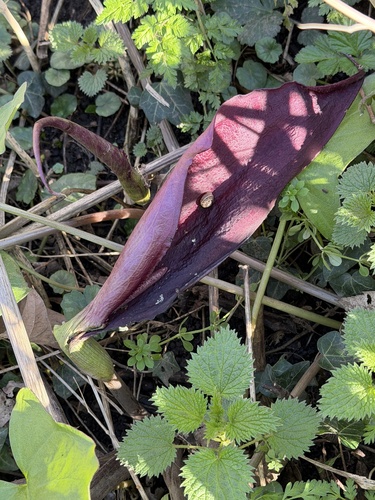 Arum purpureospathum, photograph 3