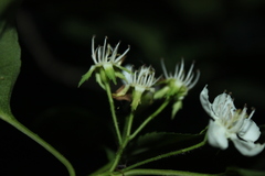 Crataegus schuettei