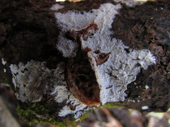 Basidiomycota