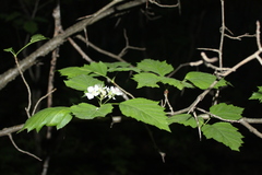 Crataegus schuettei