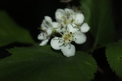 Crataegus schuettei
