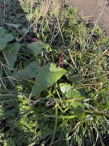 Arum purpureospathum, photograph 4