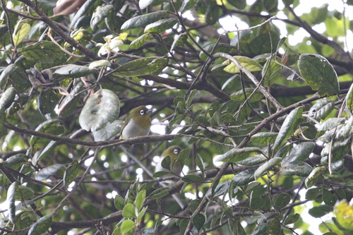 Sri Lanka White-eye (Zosterops ceylonensis)