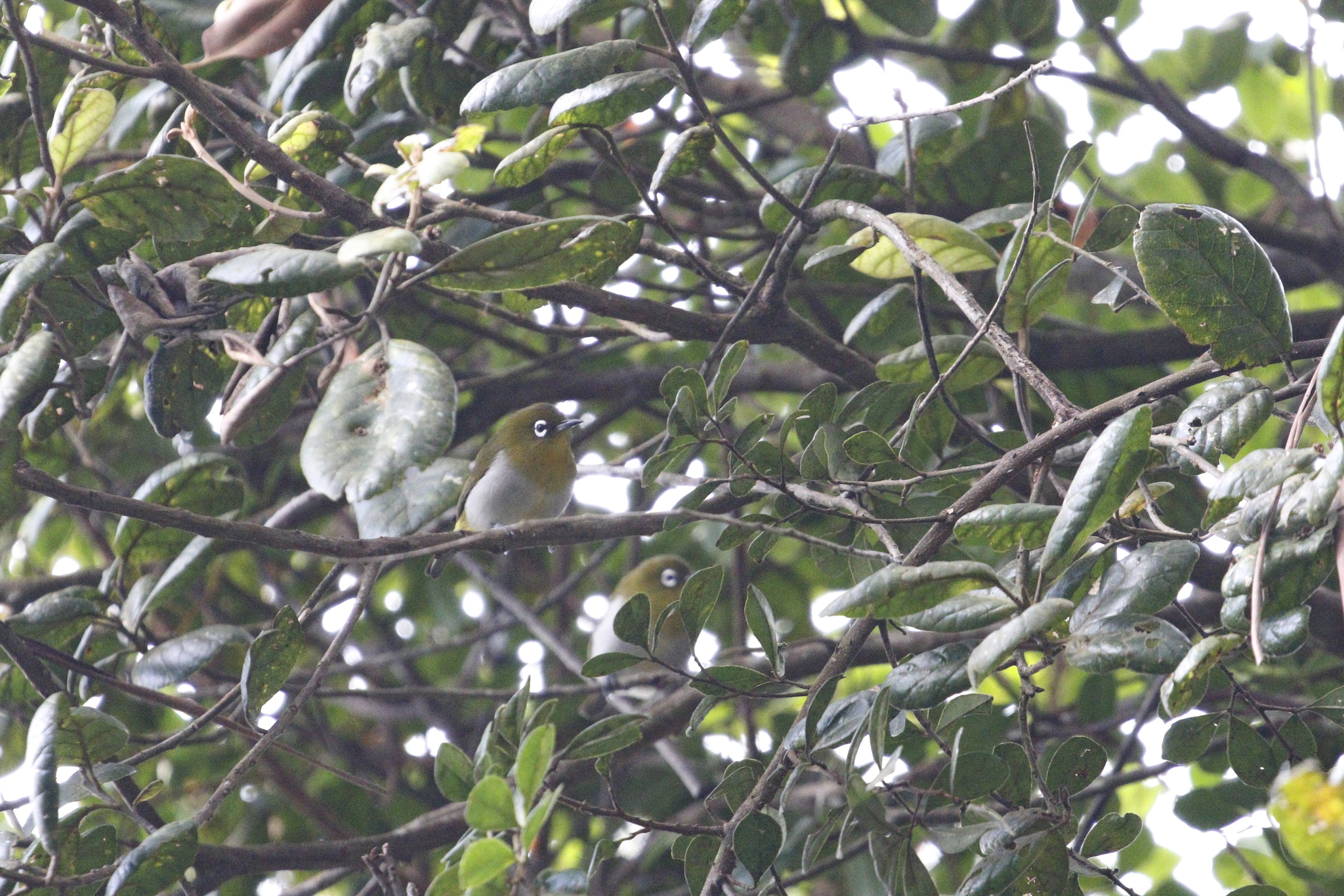 Sri Lanka White-eye (Zosterops ceylonensis), photo 1