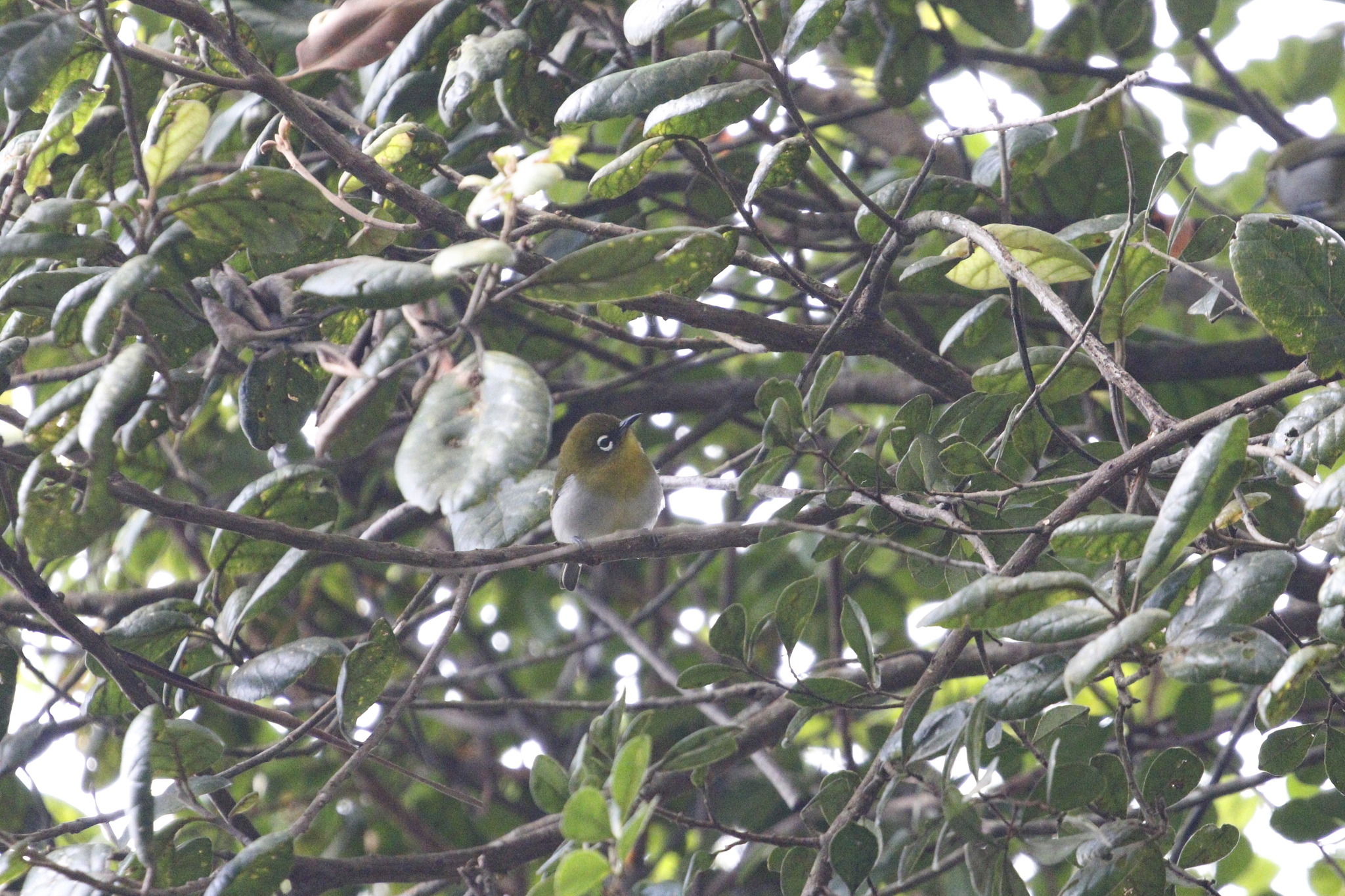 Sri Lanka White-eye (Zosterops ceylonensis), photo 3