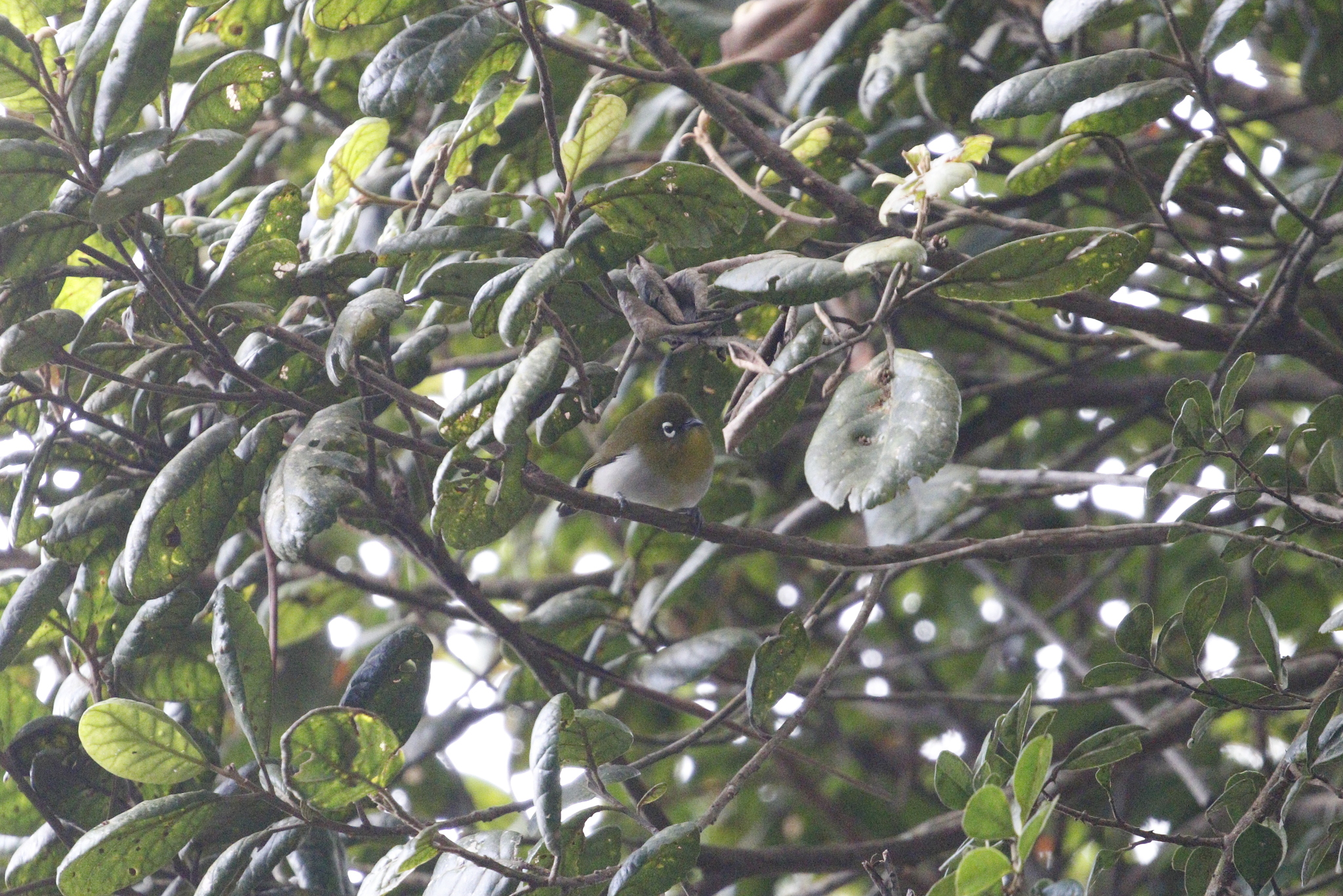 Sri Lanka White-eye (Zosterops ceylonensis), photo 2