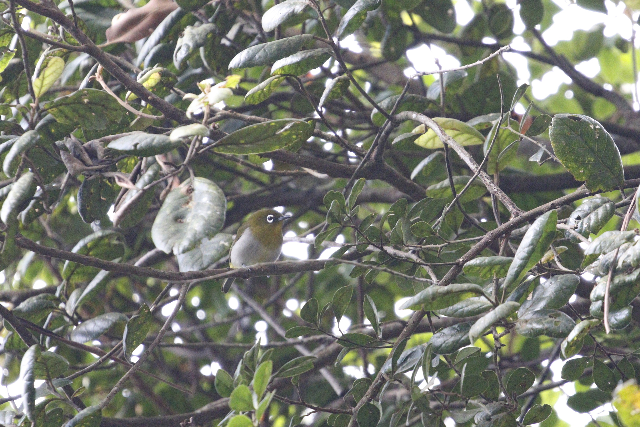 Sri Lanka White-eye (Zosterops ceylonensis), photo 4