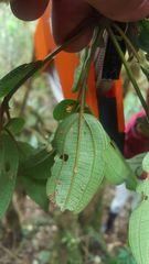 Miconia schnellii
