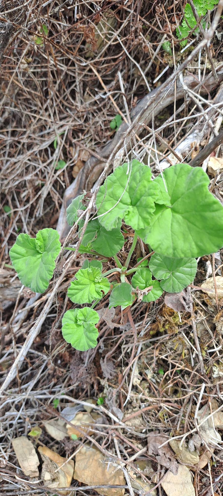Apple geranium