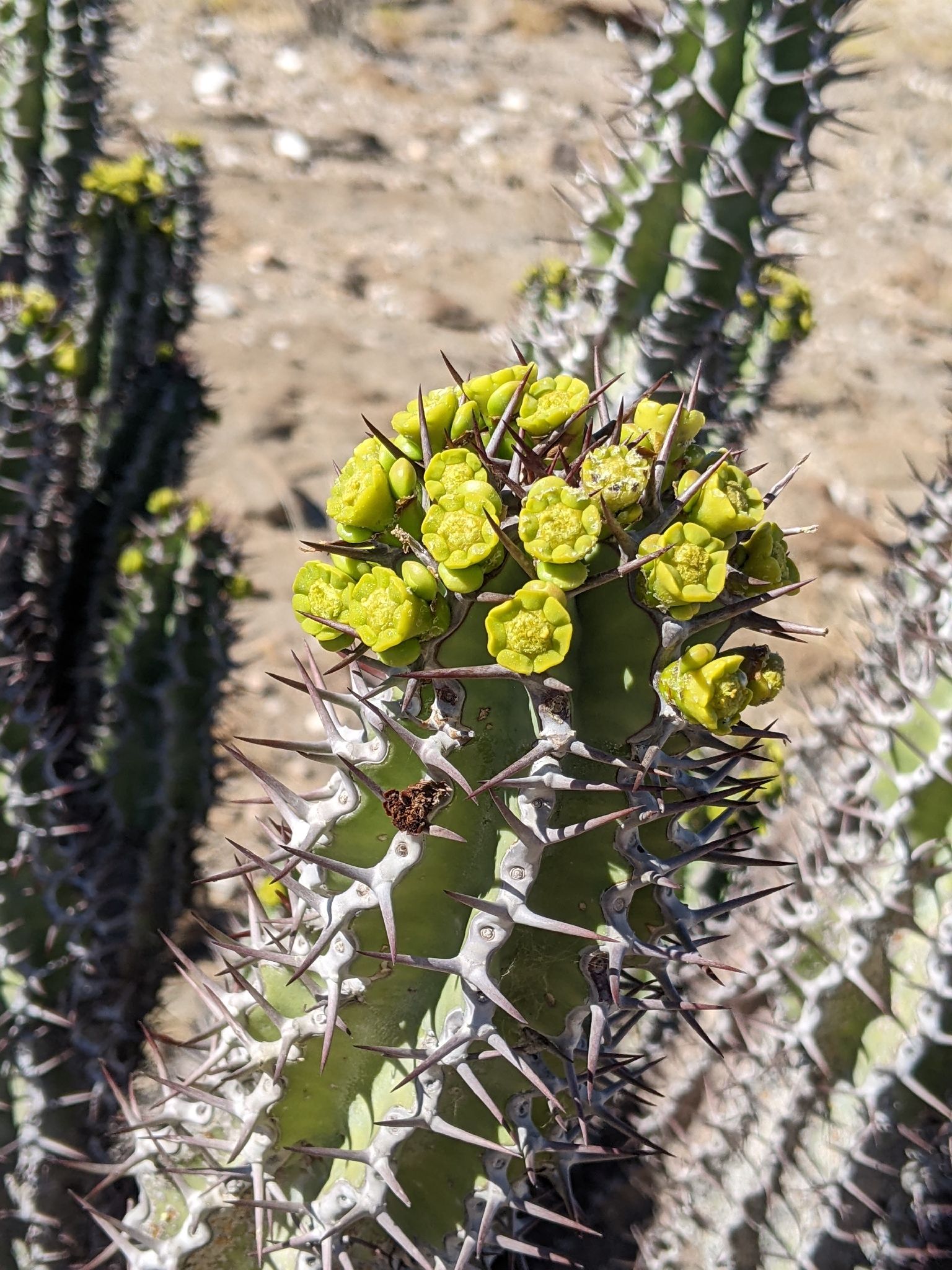 Euforbia virosa