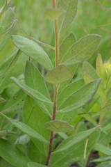 Doellingeria sericocarpoides