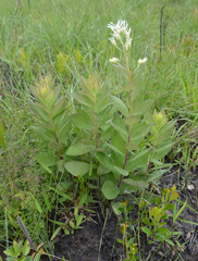 Doellingeria sericocarpoides